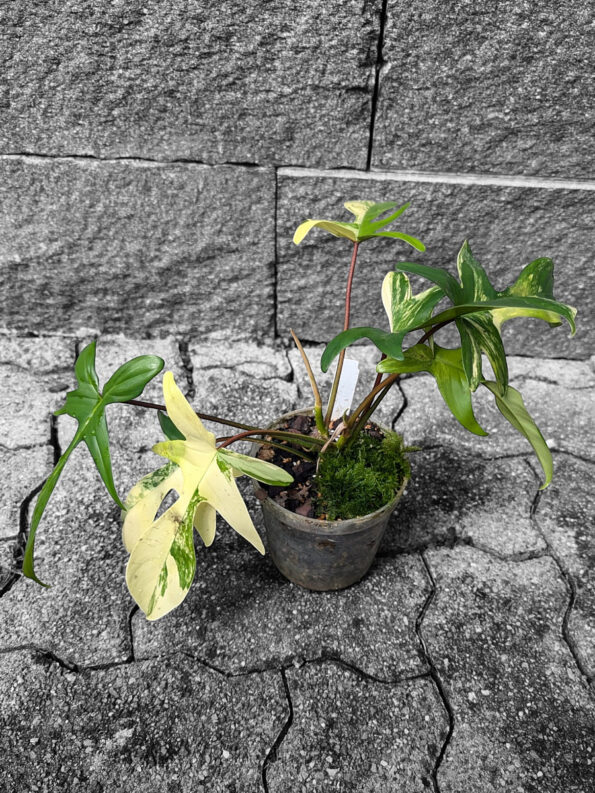 Philodendron sp. 'Florida Beauty'